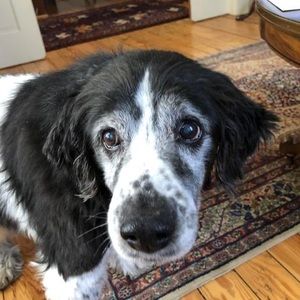 Meet your Posher, Charlie